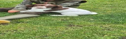 English Springer Spaniel dogs for sale: 2 kc regestered springer pups  - Advert 8