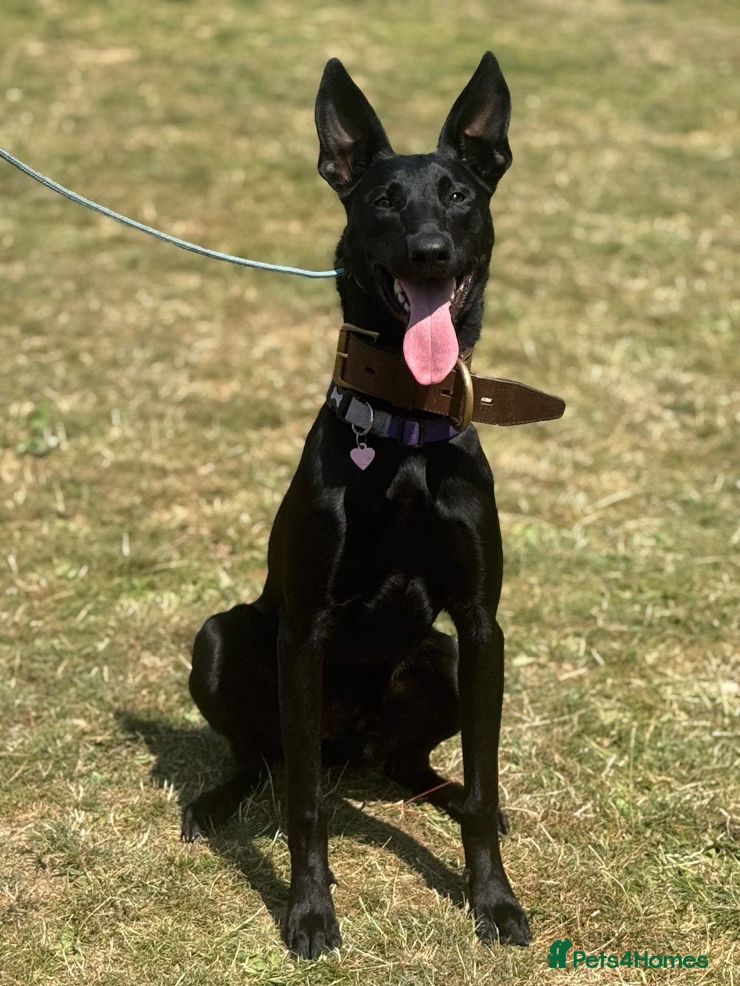 Belgian Shepherd Dog dogs for sale: Young Dutch Herder Female - 1 Year - Advert 16