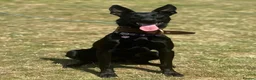 Belgian Shepherd Dog dogs for sale: Young Dutch Herder Female - 1 Year - Advert 1