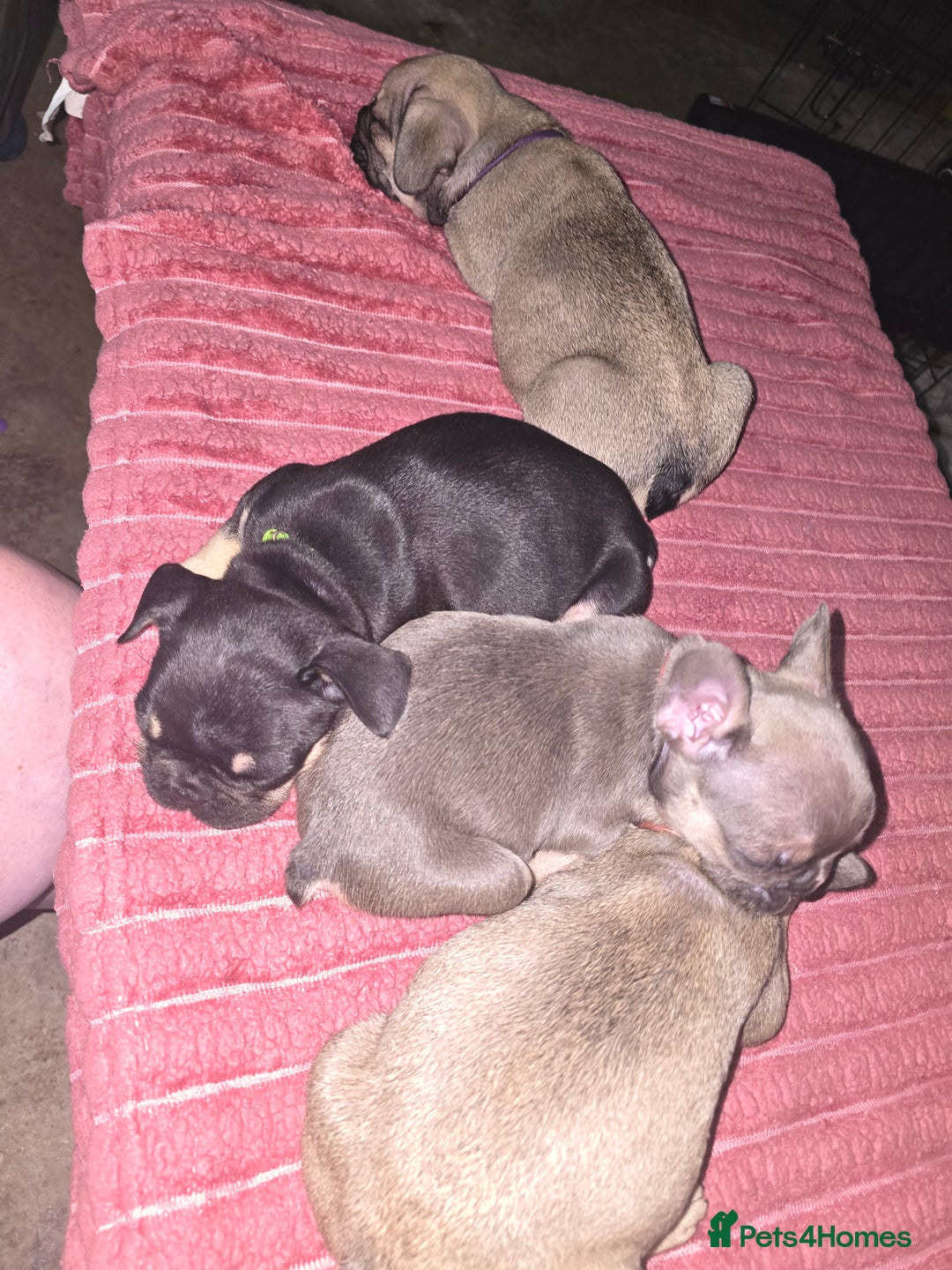 French Bulldog dogs for sale: French bull dog Puppies - Image 13