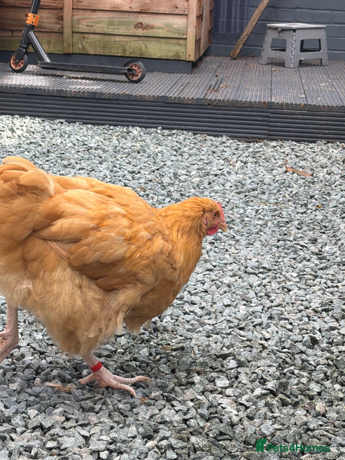 Chickens poultry 2 buff Orpington cockerels,  - Advert 2