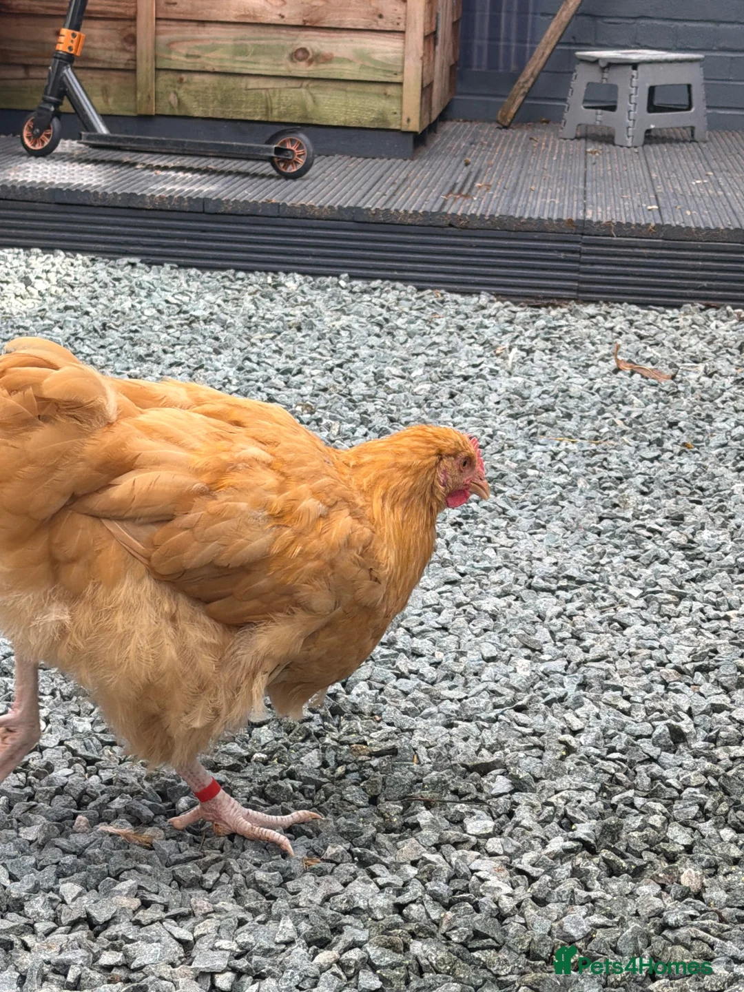 Chickens poultry for sale: 2 buff Orpington cockerels,  - Advert 2