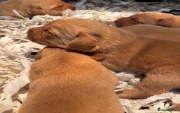Labrador Retriever dogs for sale: KC Registered Fox Red Labradors - Image 4