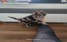 Miniature Poodle dogs for sale: Mini poodle for sale - Image 1