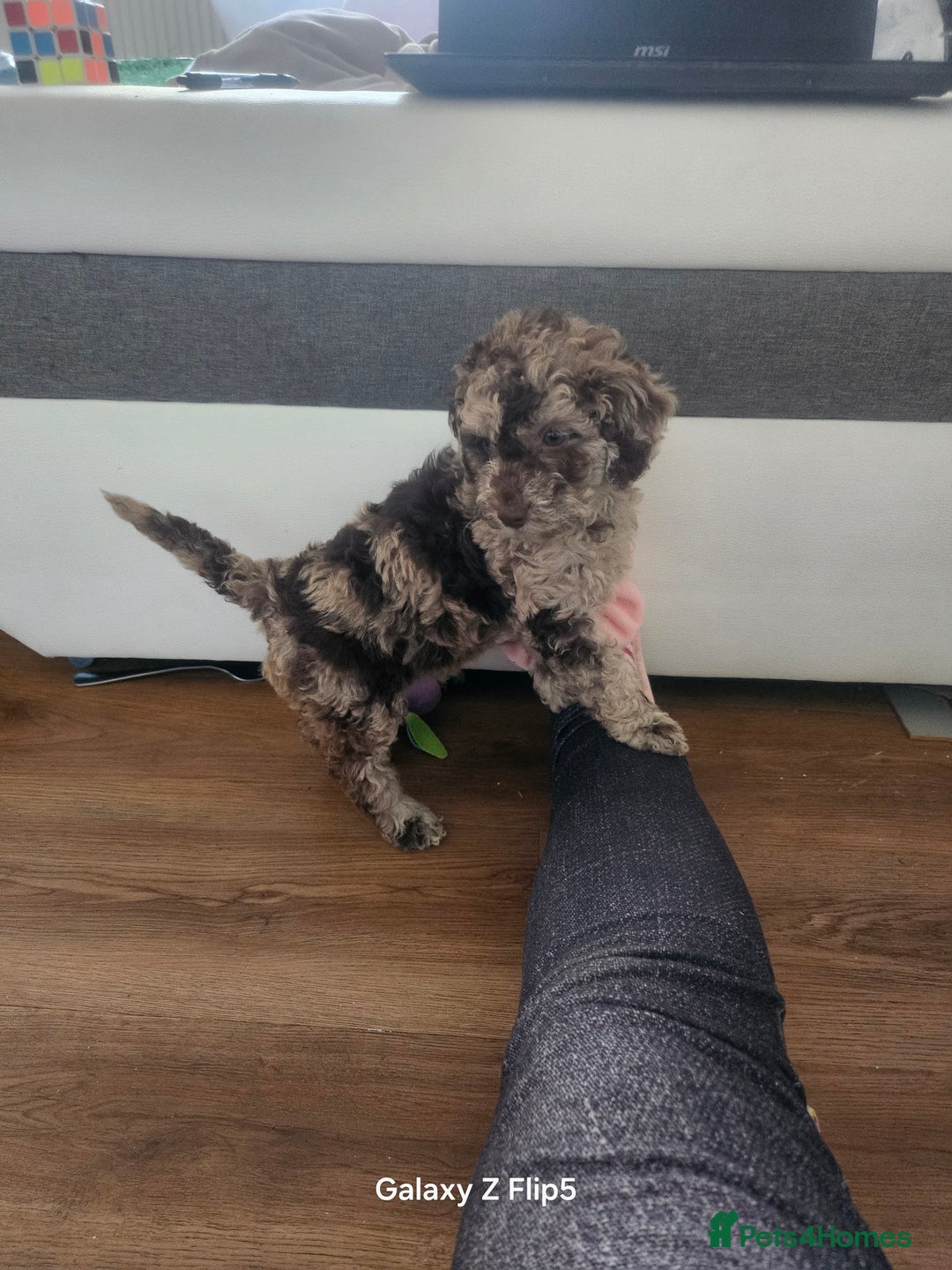 Miniature Poodle dogs for sale: Mini poodle for sale - Image 1