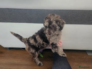 Miniature Poodle dogs - Advert 3