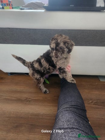 Miniature Poodle dogs - Advert 15