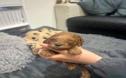 Cavapoo dogs for sale: 7 gorgeous F1b Cavapoo Puppies (4 girls & 3 boys)  - Image 16