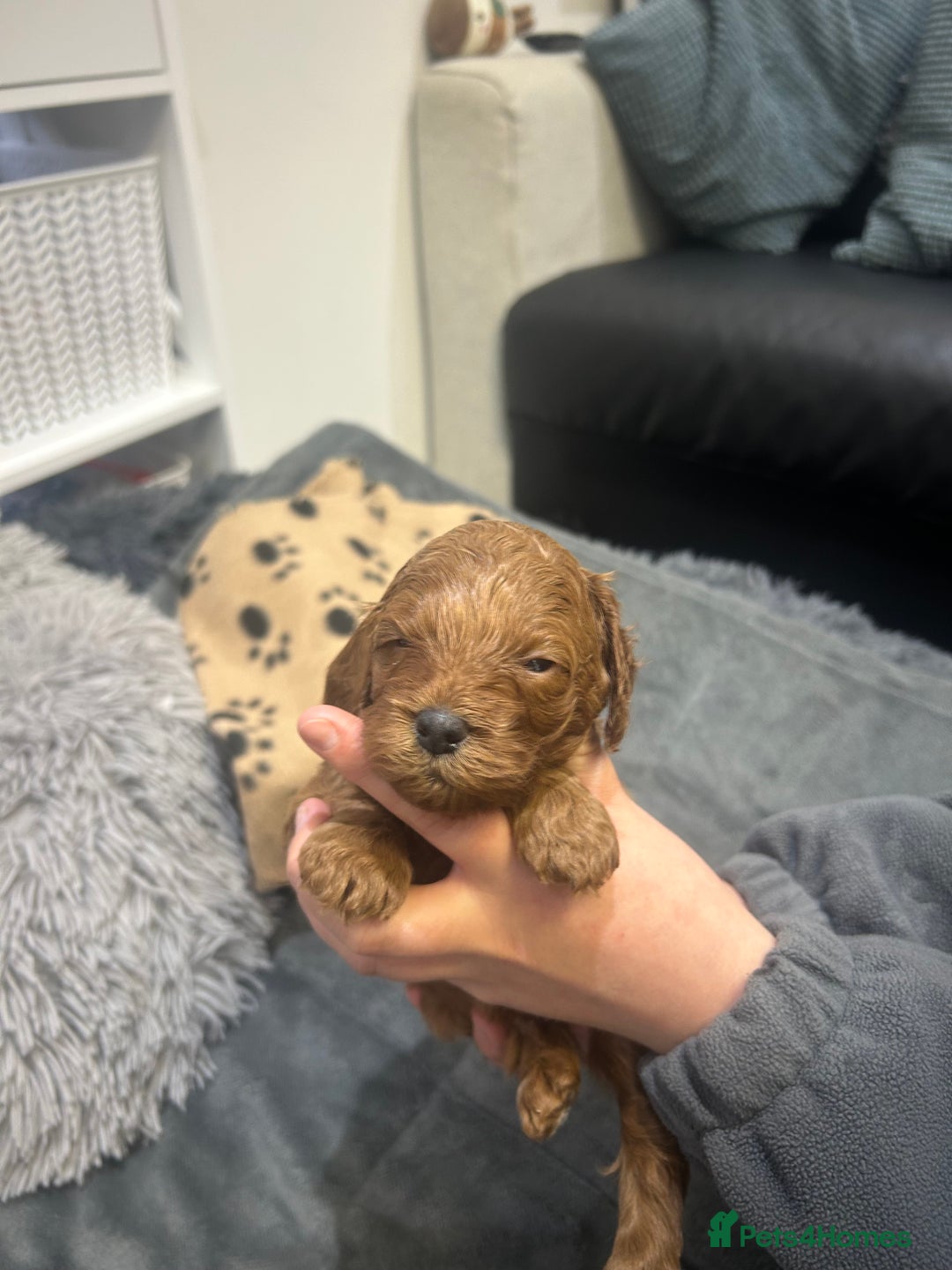 Cavapoo dogs for sale: 7 gorgeous F1b Cavapoo Puppies (4 girls & 3 boys)  - Image 16