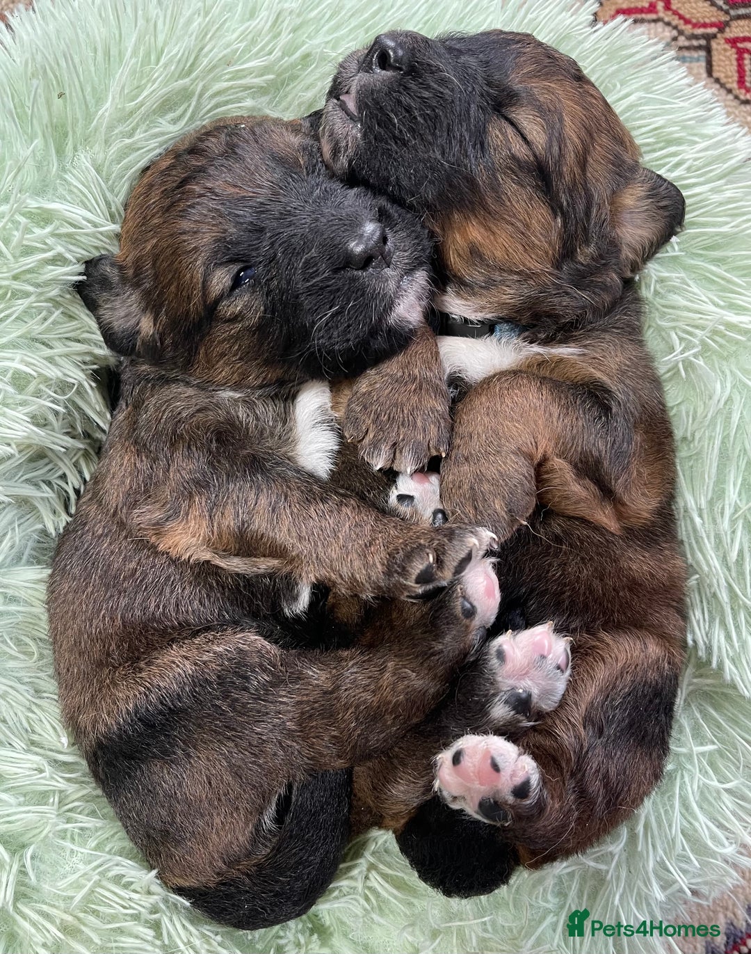 Bernedoodle dogs for sale: Beautiful Bernedoodle babies  - Advert 11