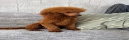 Toy Poodle dogs for stud: Dark Red DNA Health Tested Toy Poodle Stud - Advert 3