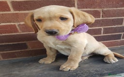 Labrador Retriever dogs for sale: KC Registered Labrador puppies  - Image 19