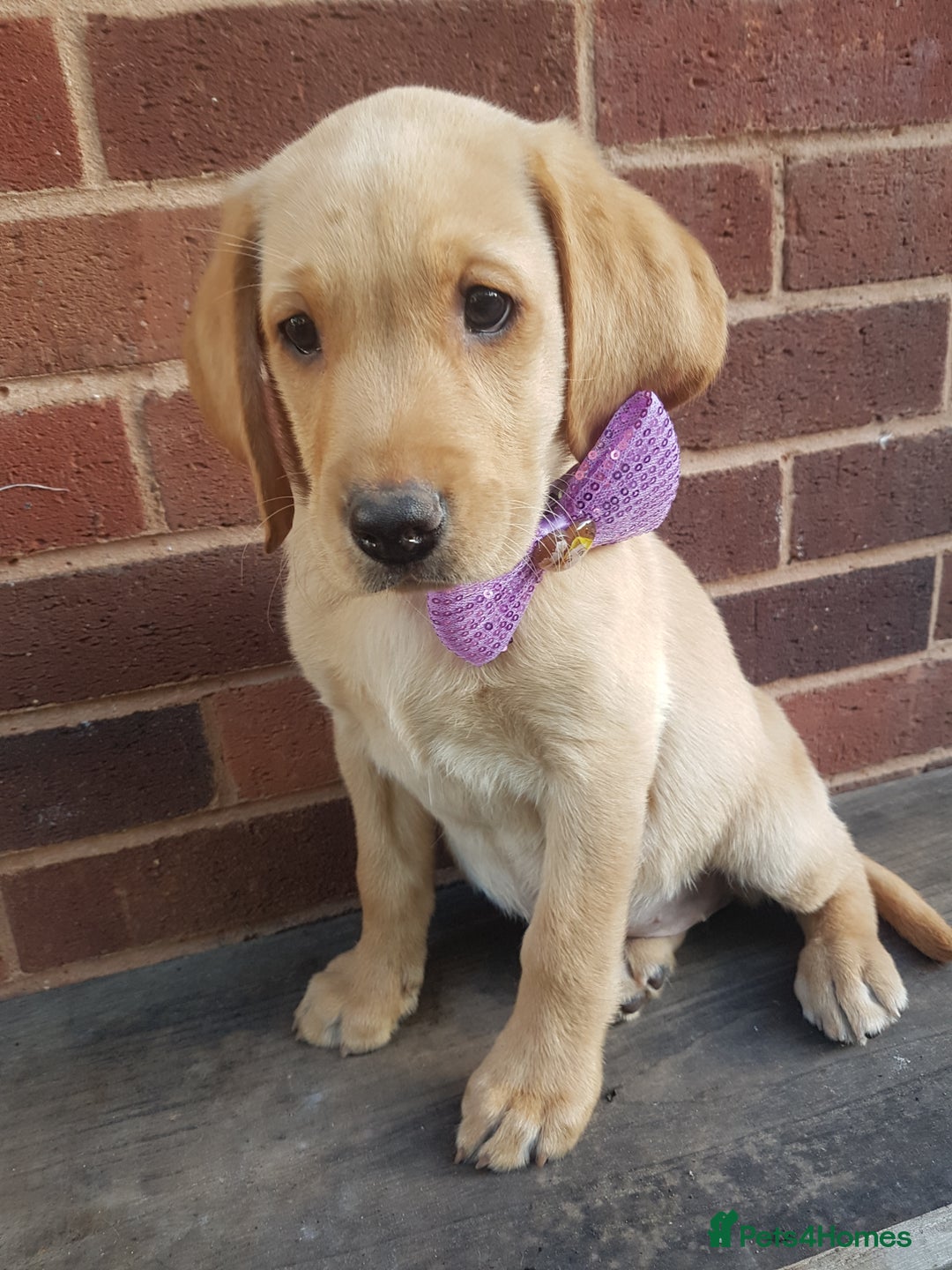 Labrador Retriever dogs for sale: KC Registered Labrador puppies  - Image 19