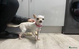 Chihuahua dogs for sale: XXS chihuahua girl 11months - Image 8