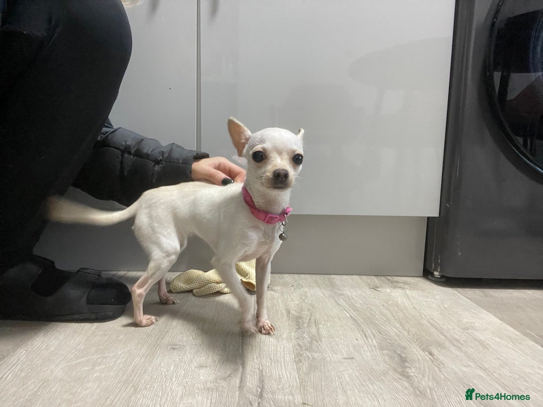 Chihuahua dogs for sale: XXS chihuahua girl 11months - Image 8