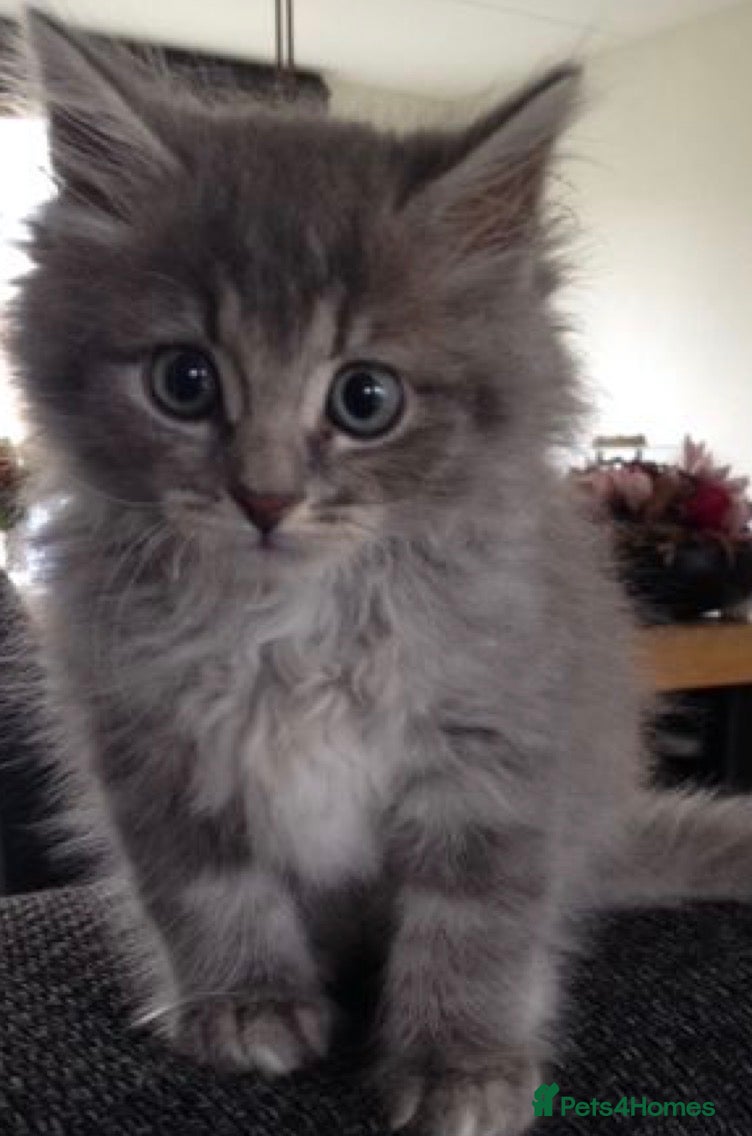 Mixed Breed cats  Cute kittens  - Advert 3