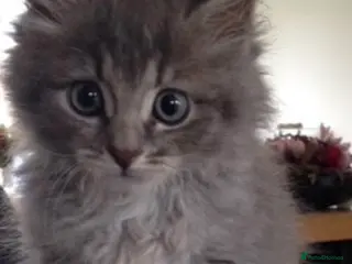 Mixed Breed cats Cute kittens - Advert 2