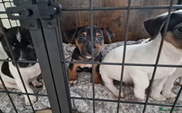 Jack Russell dogs for sale: Jack Russel Terriers 3 Generations Bloodline - Image 2