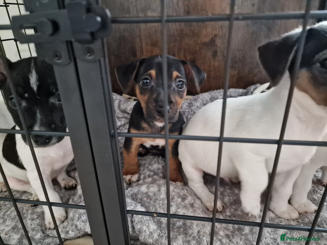 Jack Russell dogs for sale: Jack Russel Terriers 3 Generations Bloodline - Image 2
