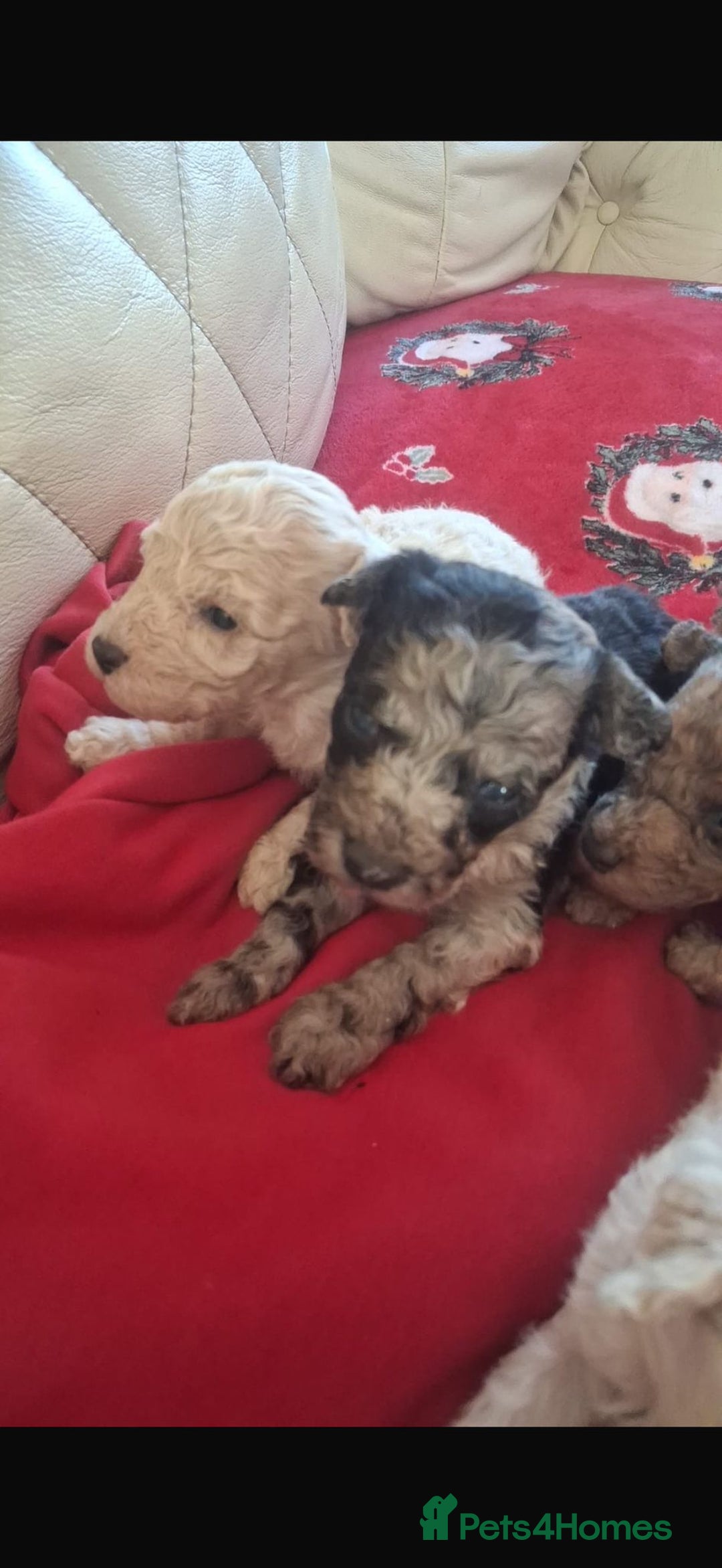 Toy Poodle dogs for sale: Toy poodle  - Advert 3