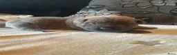 Mixed Breed dogs for sale: Boerboel molasses  - Advert 7
