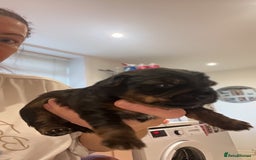 Yorkshire Terrier dogs for sale: Yorkshire terrier  **   - Advert 4