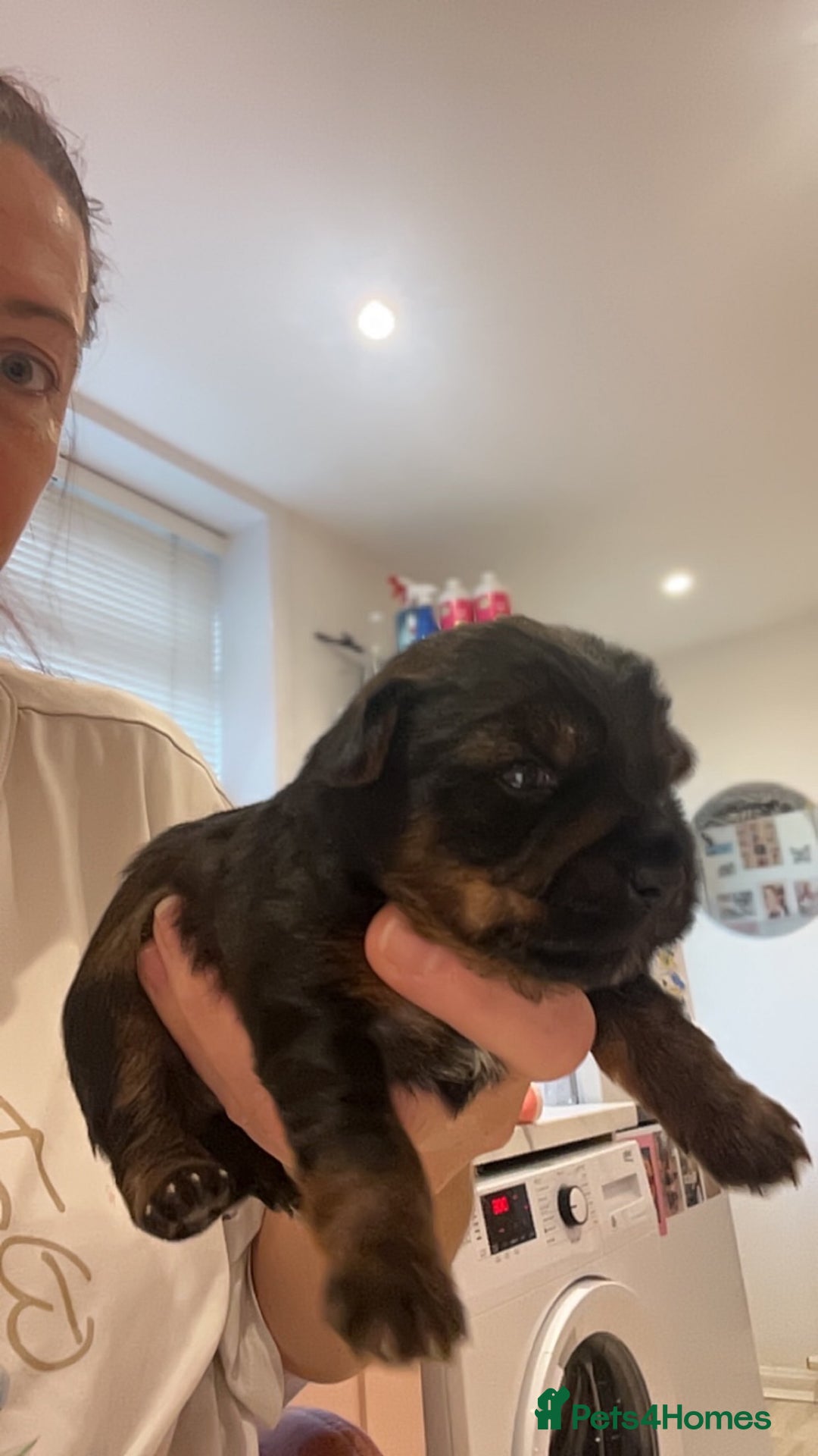 Yorkshire Terrier dogs for sale: Yorkshire terrier  **   - Advert 4