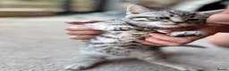 Scottish Fold cats for sale: Scottish Straight Kittens  - Advert 5