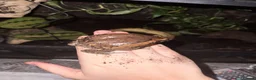 Frog reptiles for sale: 3 Chubby Frogs in Knutsford - Advert 2