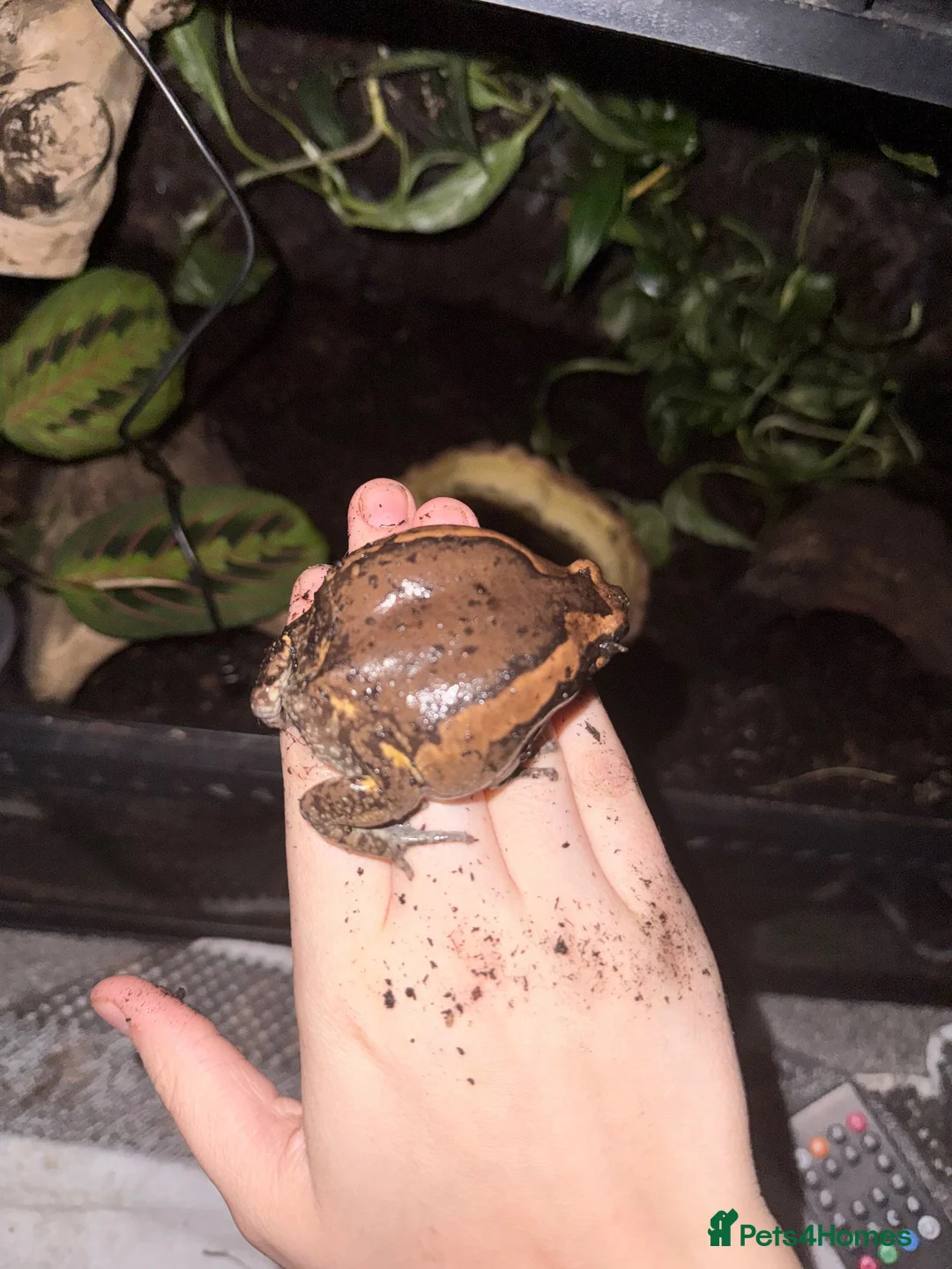 Frog reptiles for sale: 3 Chubby Frogs in Knutsford - Advert 2