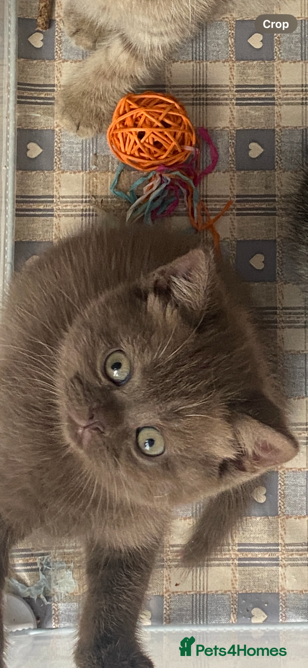 British Shorthair cats for sale: BROWN TICA GIRL Stunning shiny coat ,cooper eye  - Image 7