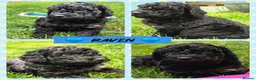 Cockapoo dogs for sale: Health Tested F1b Cockapoo Puppies - Advert 15
