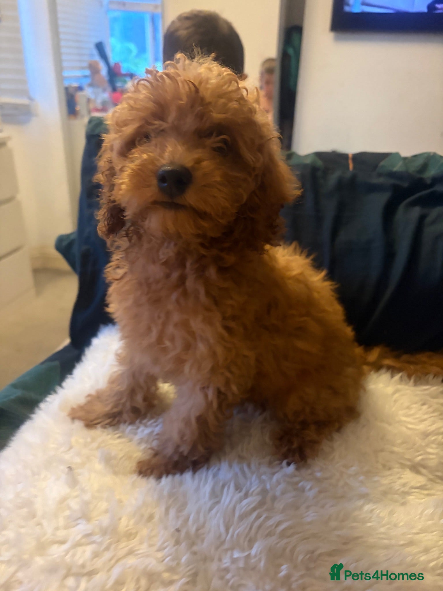 Toy Poodle dogs extensively health tested Stunning toy poodles  - Advert 11