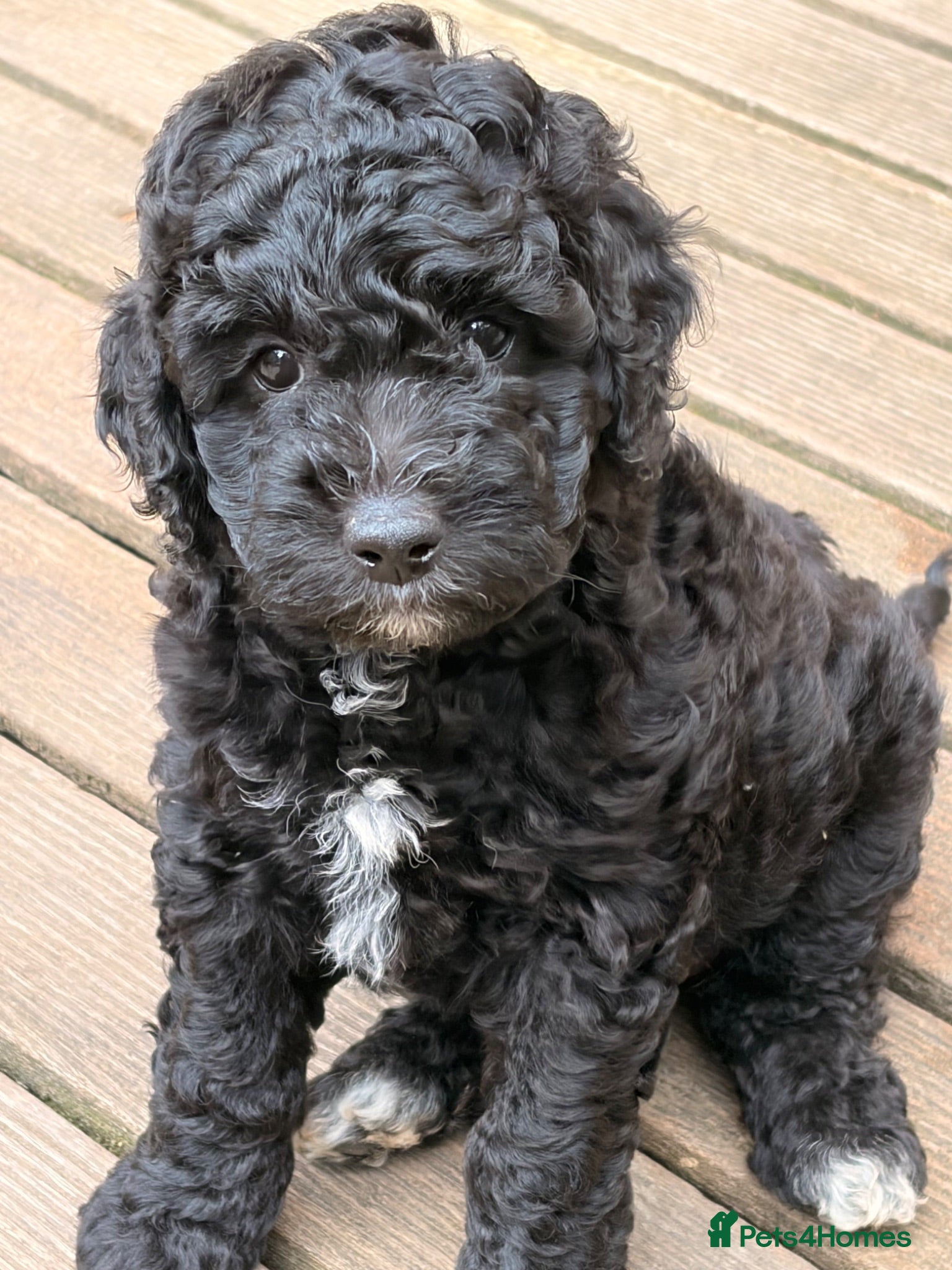 Mixed Breed dogs AUSTRALIAN LABRADOODLE - LAST GIRL AVAILABLE - Advert 2