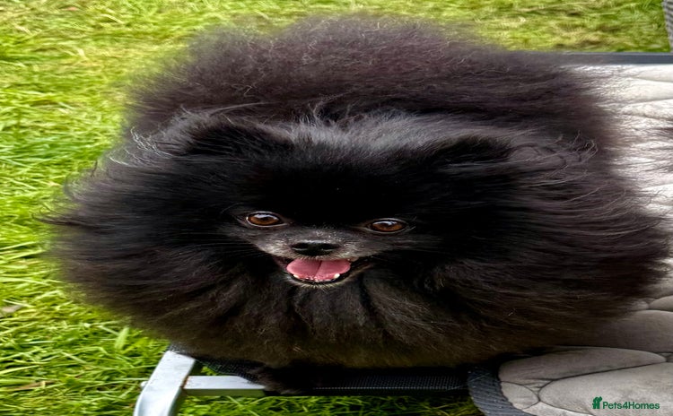 Pomeranian dogs - Advert 1