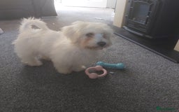 Mixed Breed dogs for sale: For sale  - Image 4