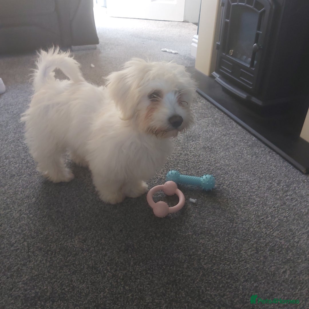 Mixed Breed dogs for sale: For sale  - Image 4