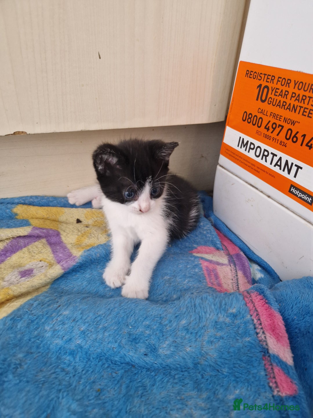 Mixed Breed cats for sale: Female kitten  - Image 4