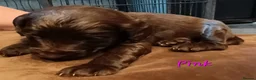 Sproodle dogs for sale: F1 Sproodles 🤎 🐾 - Advert 23