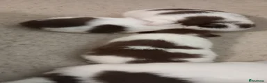Pomeranian Puppy 3