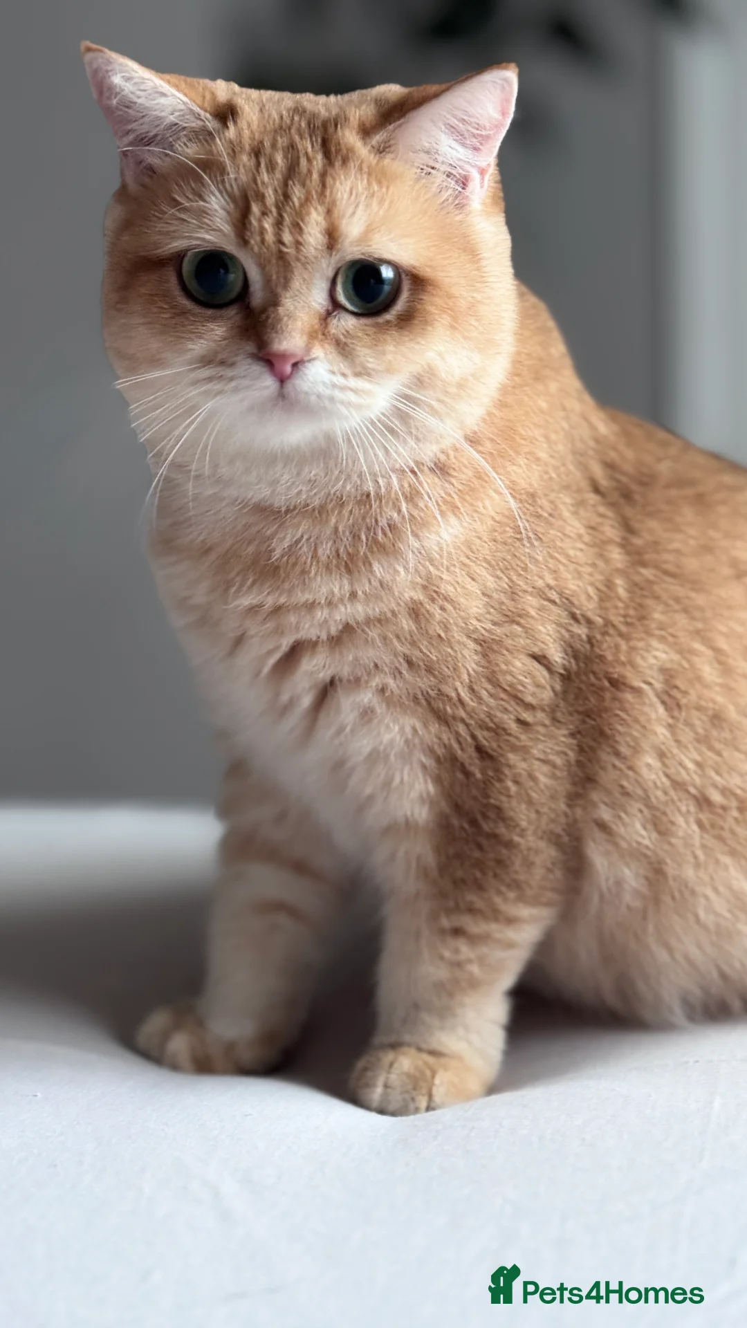 British Shorthair cats for sale: Adorable GCCF BSH BY12 NY12Chocolate Gold kittens  - Advert 19