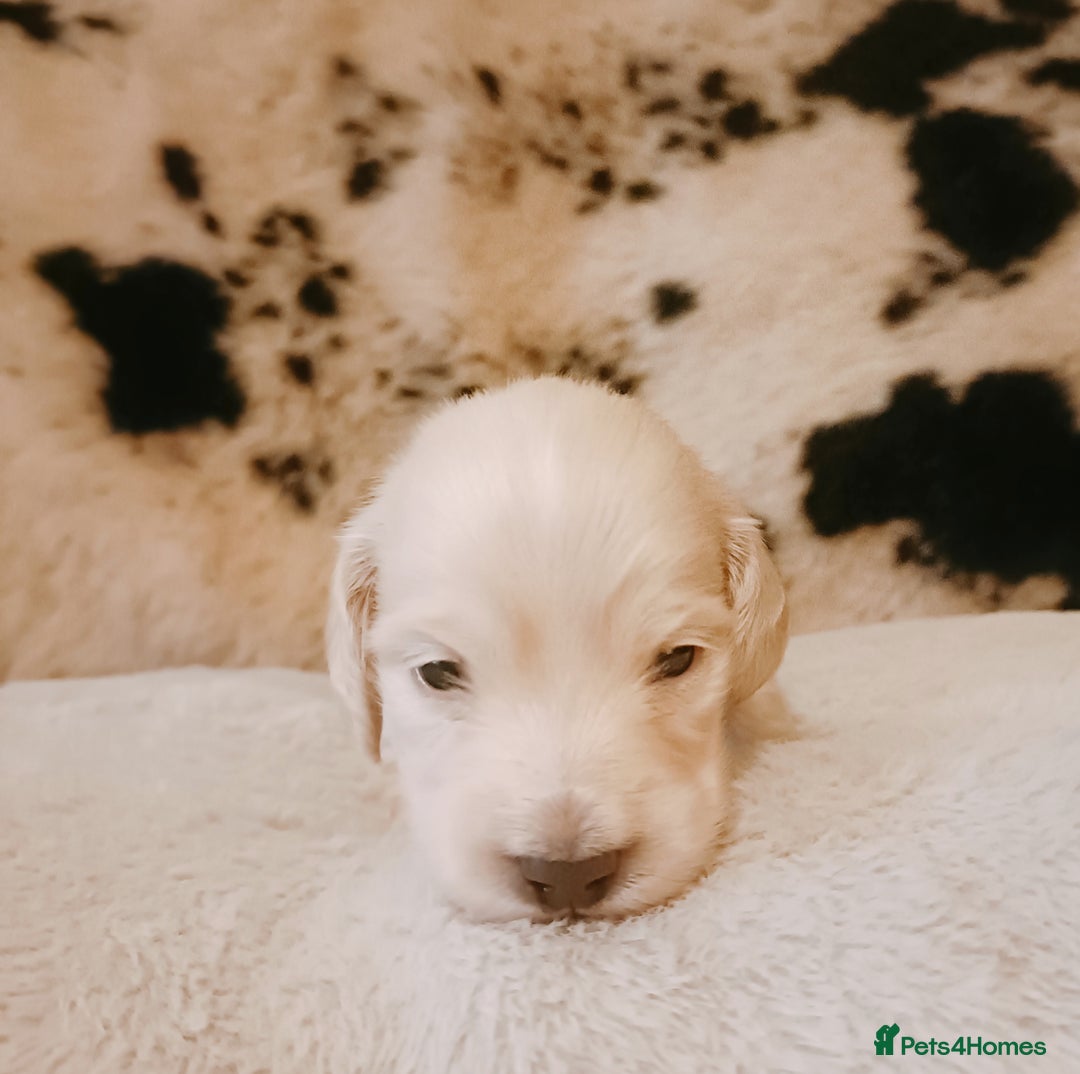 Miniature Dachshund dogs for sale: Remarkable mini Longcoat dachshund ETHICAL BREEDER - Advert 12