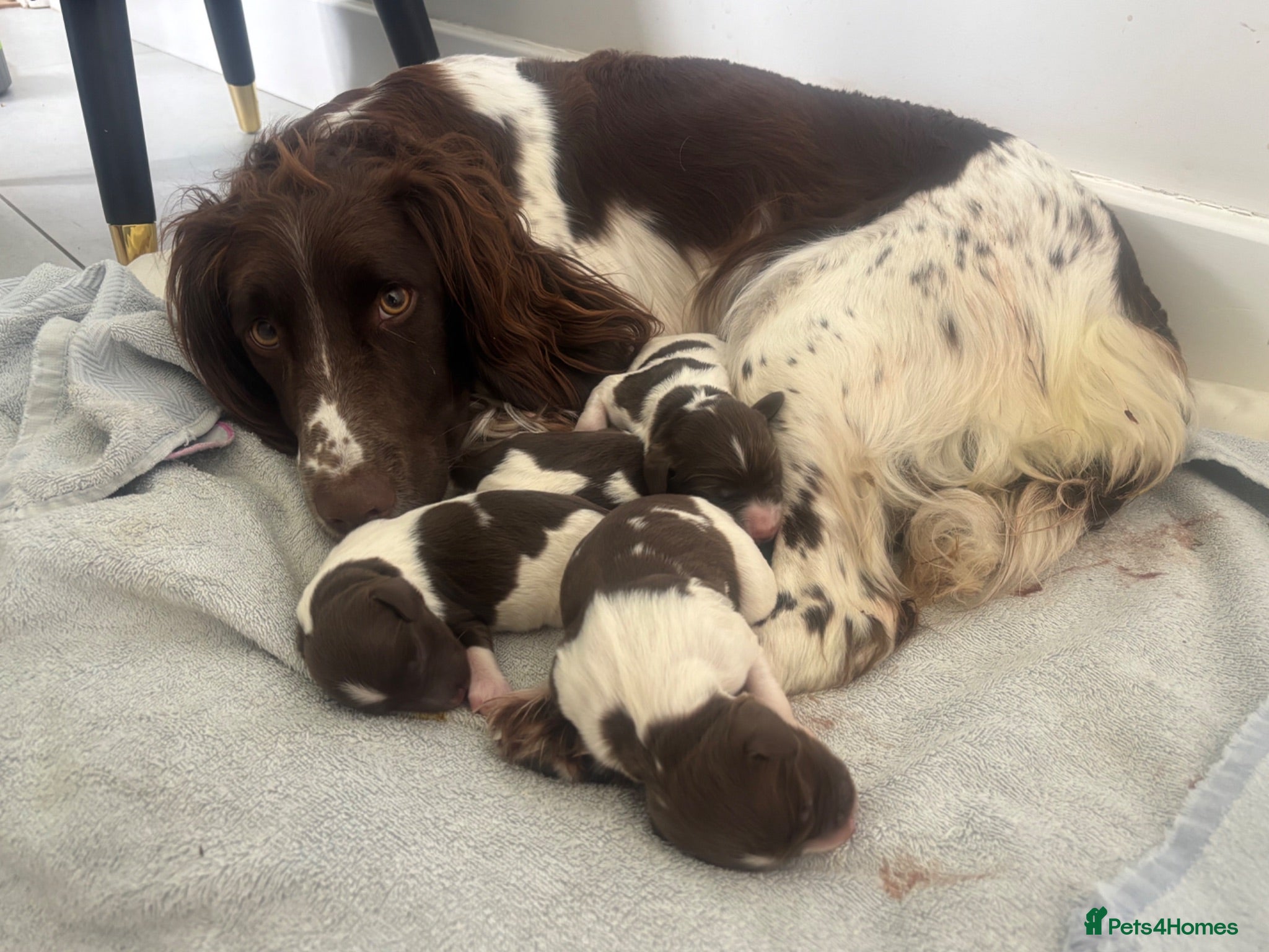 English Springer Spaniel dogs KC register springer spaniel puppies - Advert 1