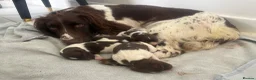 English Springer Spaniel dogs for sale: KC register springer spaniel puppies - Advert 1