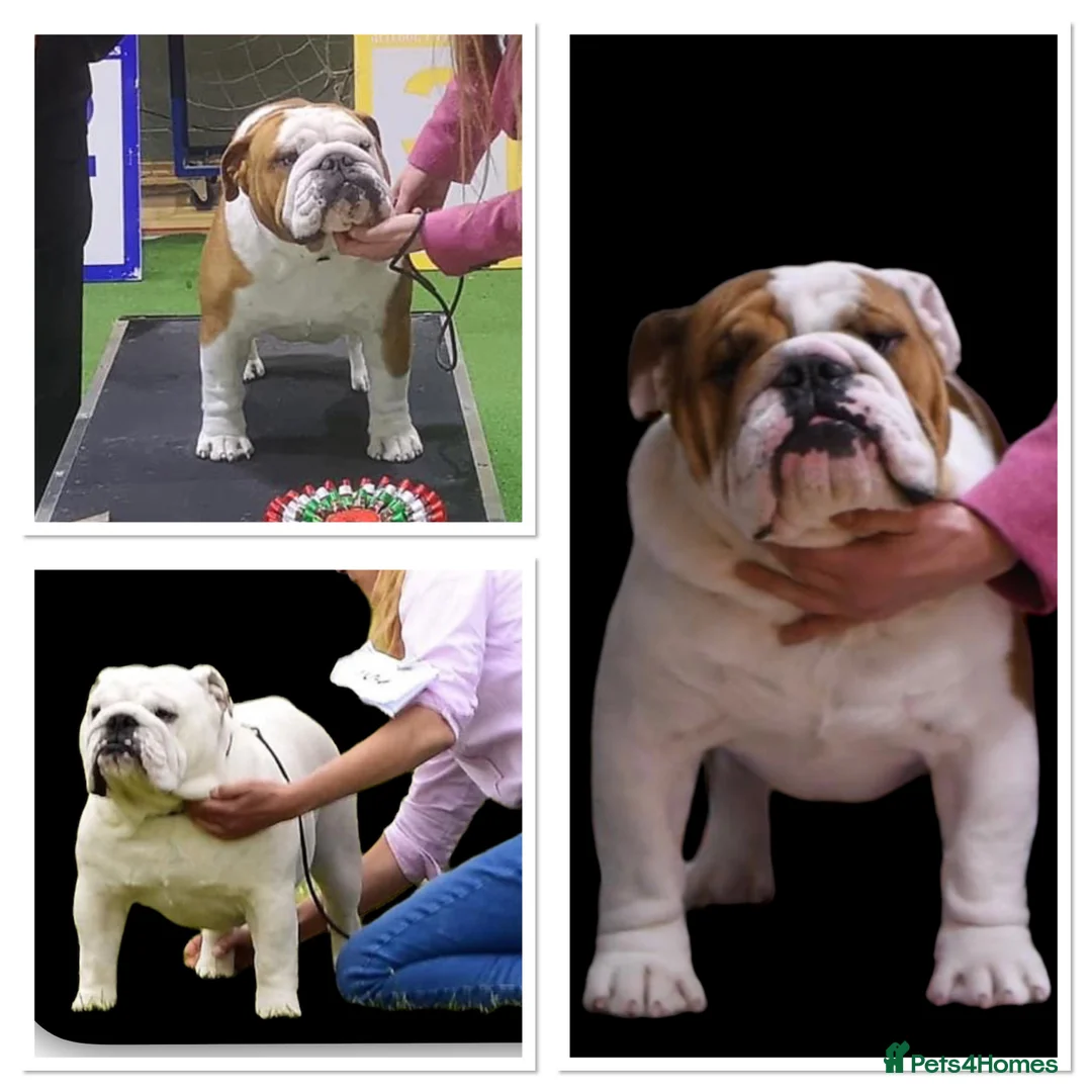 English Bulldog dogs for stud: Available for stud uk champion  in Bradford - Advert 6