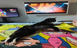 American Shorthair cats for sale: Year Old Male Tuxedo - Dwizzle - Image 7