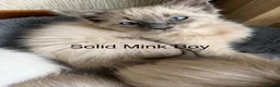 Ragdoll cats for sale: Ragdoll Kittens ready now  - Advert 7