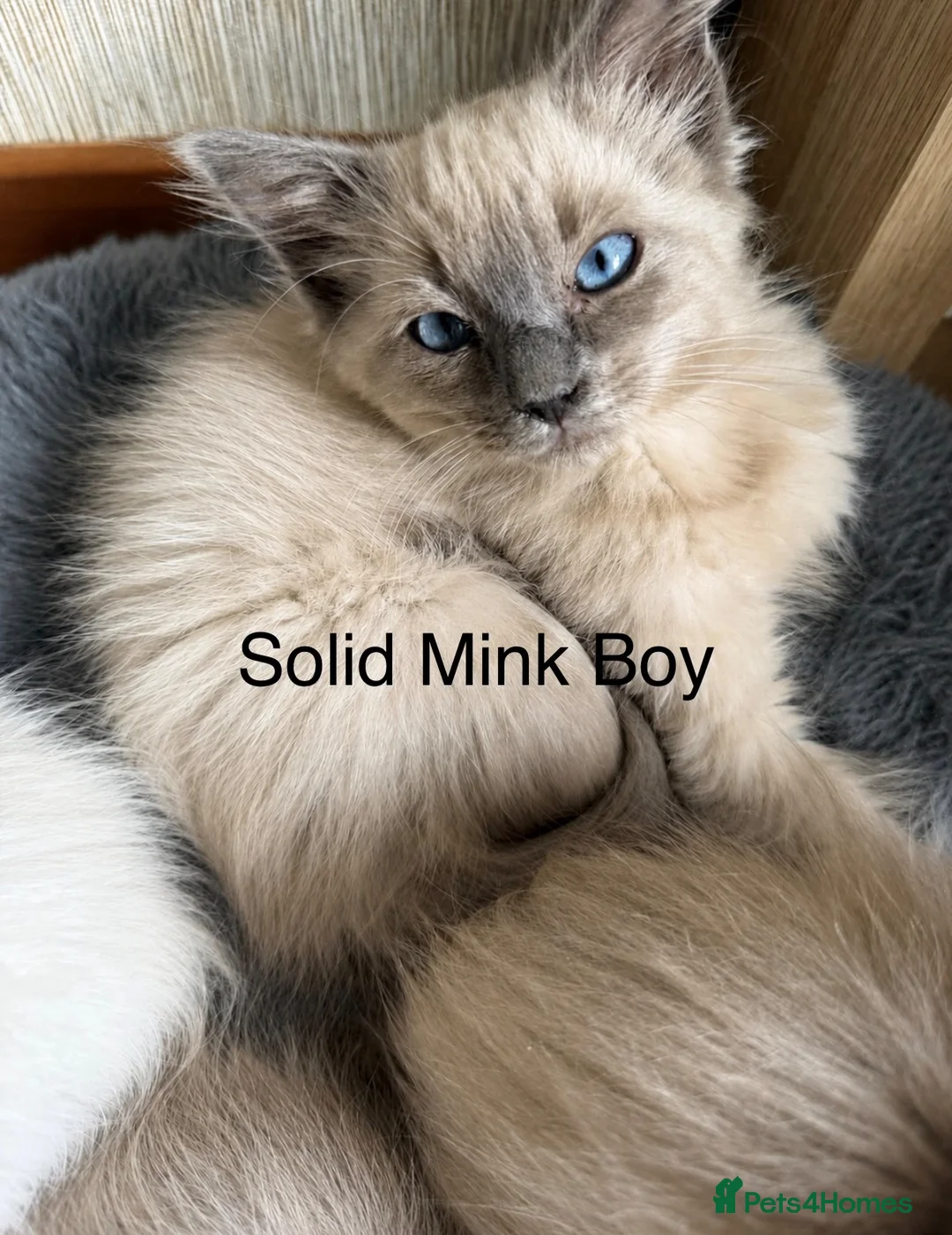Ragdoll cats for sale: Ragdoll Kittens ready now  - Advert 7