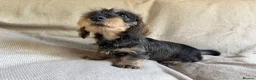 Dachshund dogs for sale: Stunning teckel girl pup  - Advert 4