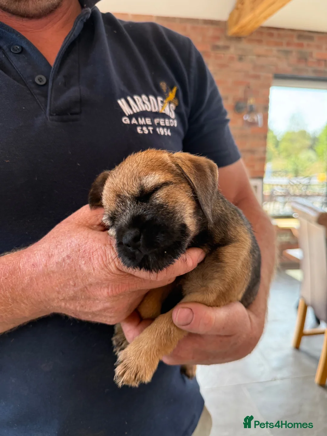Border Terrier dogs for sale: Border terrier puppies  - Advert 9